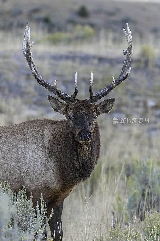 雄性落基山麋鹿(Cervus canadensis nelsoni)是在落基山和黄石国家公园发现的麋鹿的一个亚种。在有鹿角的秋天和发情期。